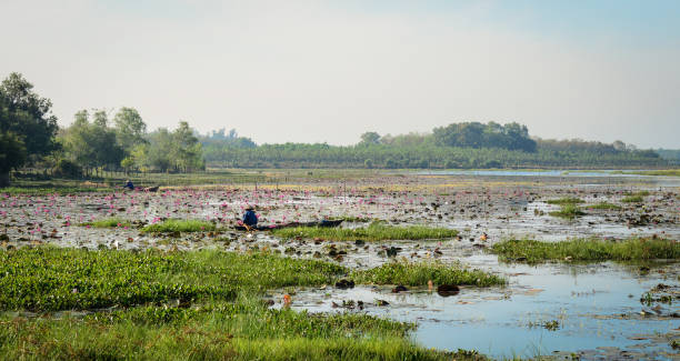 istock Lake scenery with lotus waterlily plants 1622775762