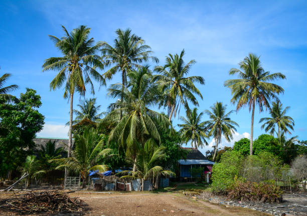 istock Coconut plantation in Mekong Delta 1622776832