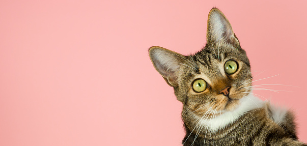 Cute shelter cat studio portrait. Closup of tabby cat against pink background. Copyspace banner
