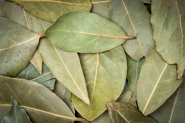 Dried bay leaves in bowl