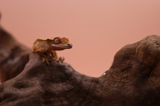 Close up of Bearded Dragon, standing on wood, looking at camera