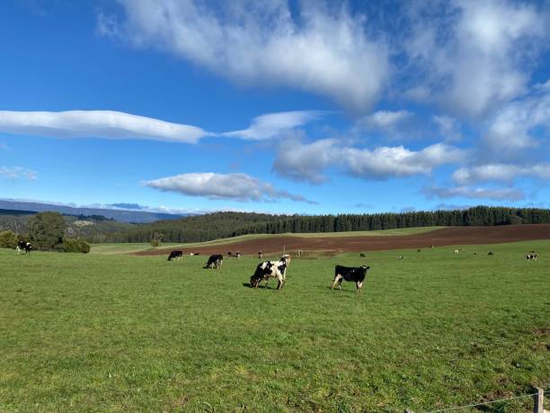 istock Tasmania Queens Town 1622786183