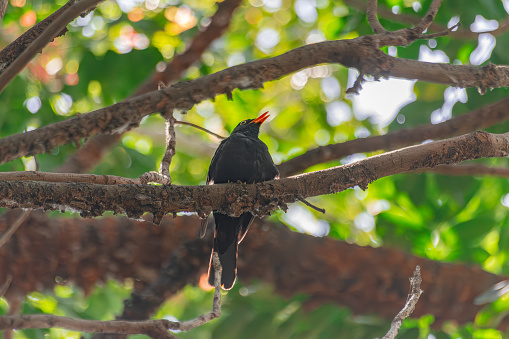 male common blackbird, (Turdus merula cabrerae), singing on a branch, with vegetation background, Tenerife, Canary islands