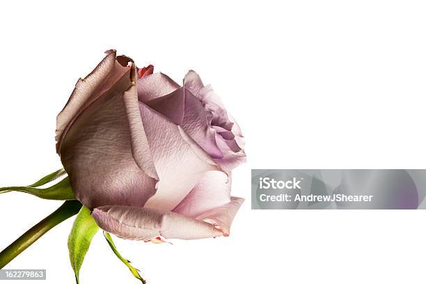 Lila Rose Foto de stock y más banco de imágenes de Blanco - Color - Blanco - Color, Cabeza de flor, Detalle de primer plano