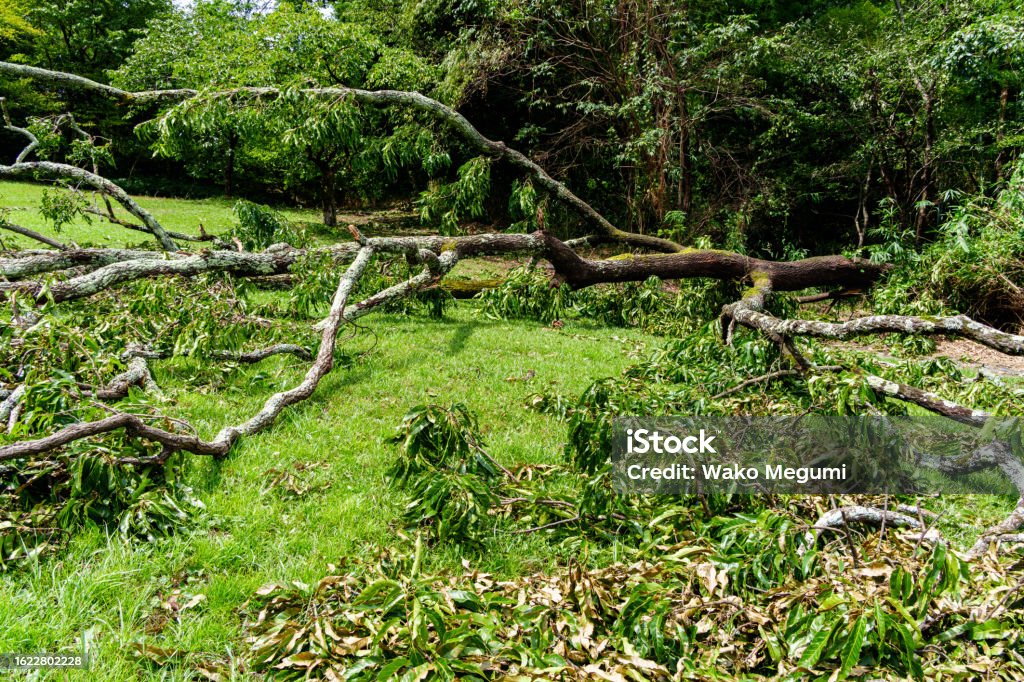 Tree He Fell In A Tree That Fell In A Storm Stock Photo - Download Image Now ...
