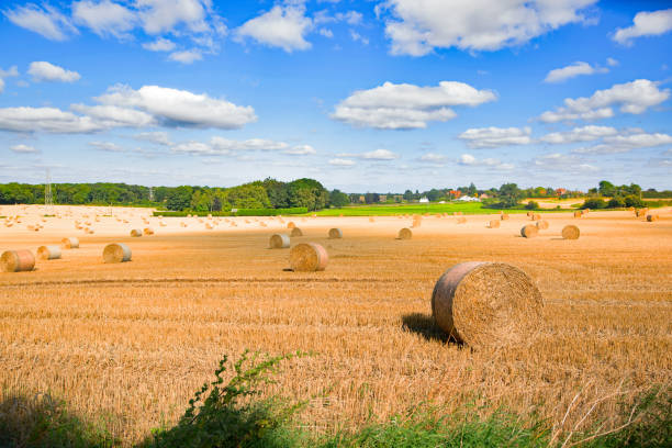 wistful autumnal melancholy in sprotbrough, doncaster. - agricultural activity yorkshire wheat field imagens e fotografias de stock