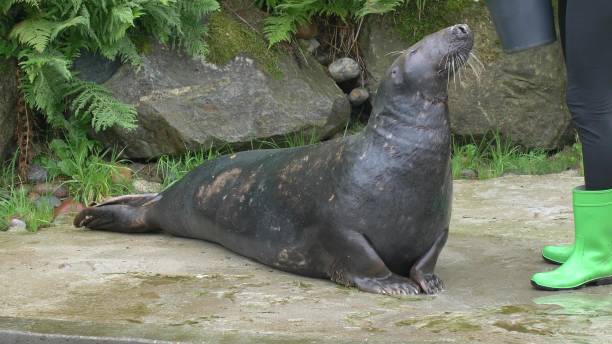 istock Grey Seal Eating Fish in Water Park 1622803262