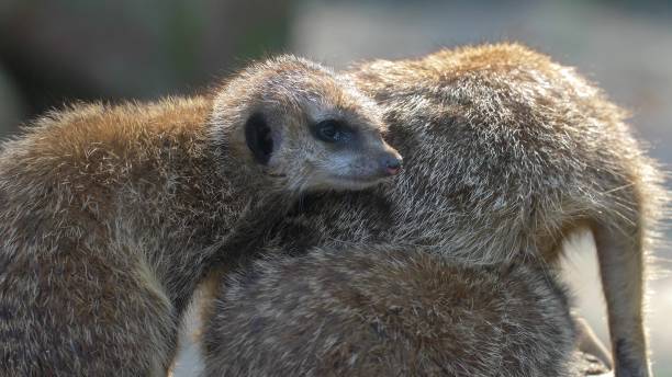 istock Wild Meerkats Fighting and Playing with other Suricates Slow Motion 1622807706