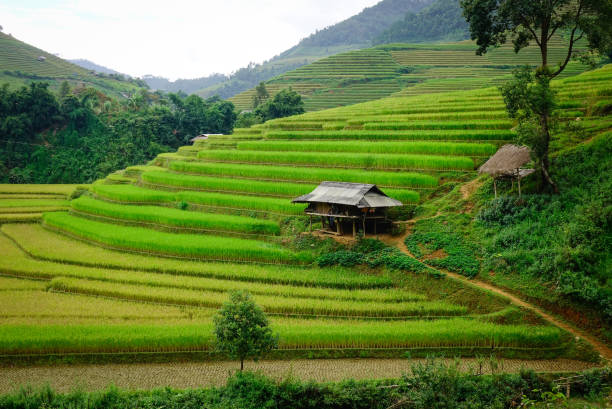 istock Landscape of terraced rice fields in Vietnam 1622809323
