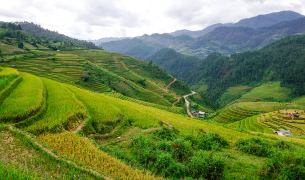 istock Landscape of terraced rice fields in Vietnam 1622811962