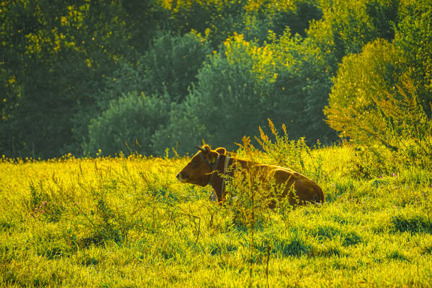 Free Stock Photo of Brown Cow Standing in Tall Grass | Download Free ...