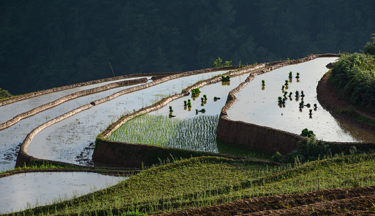 Rice field at summer time in Mu Cang Chai, Northern Vietnam. Mu Cang Chai is famous for its 700 hectares of terraced rice fields and a popular destination for tourists.
