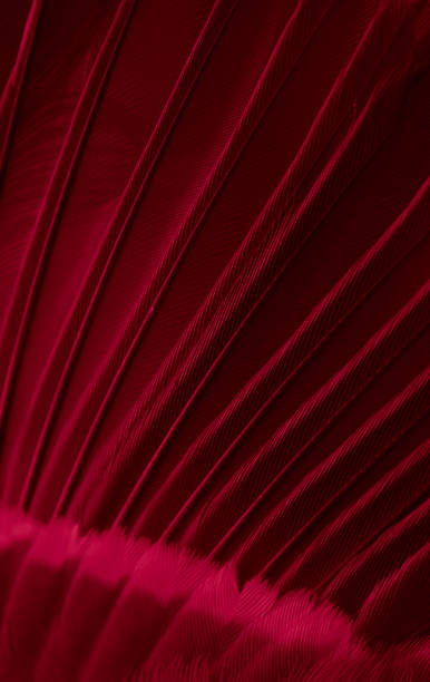 istock red feather tit macro photo. texture or background 1622821125