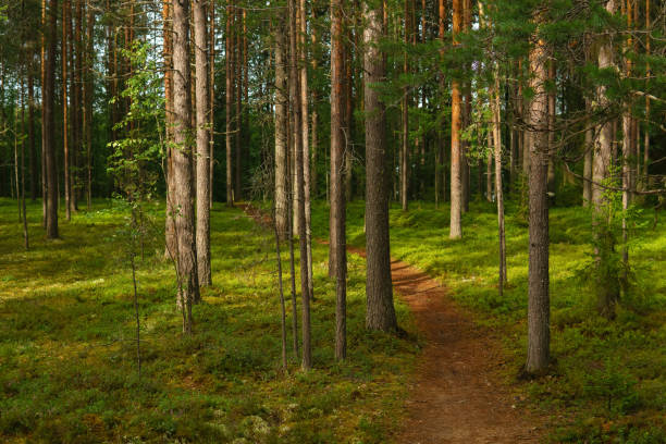 istock forest landscape, view of a boreal pine forest with a path among the moss 1622823296