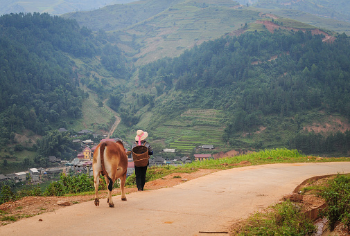 Ha Giang, Vietnam - Sep 19, 2013. A woman with cow walking on rural road in Ha Giang Province, Vietnam.