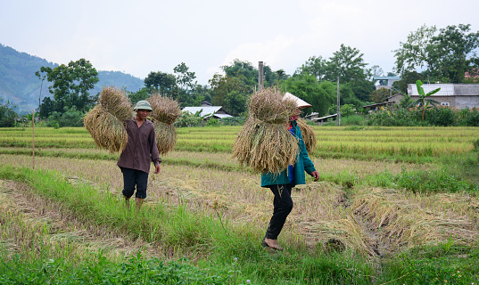 Sapa, Vietnam - May 29, 2016. People carrying rice on the field at summer in Sapa, Vietnam. Sapa is a beautiful, mountainous town in northern Vietnam along the border with China.