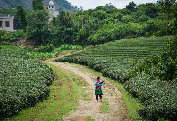 Moc Chau, Vietnam - May 26, 2016. An ethnic girl walking on tea field in Moc Chau Plateau, Vietnam. Moc Chau plateau in the northern upland province of Son La is famous for its tea farms.