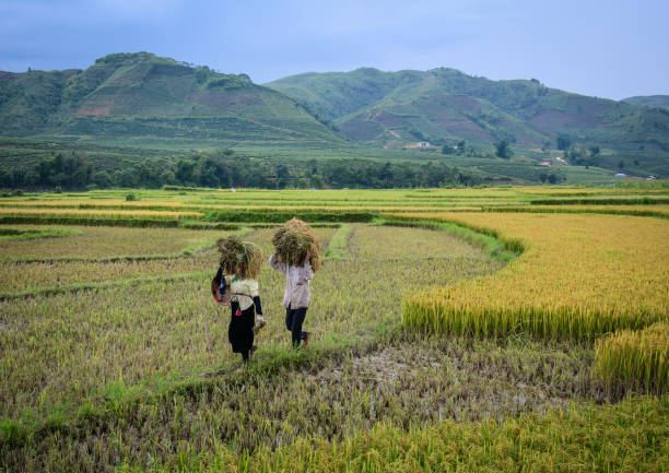Lai Chau, Vietnam - May 29, 2016. Women harvesting rice on the field in Lai Chau, Vietnam. Vietnam joining the World Trade Organization (WTO) helps rice export.