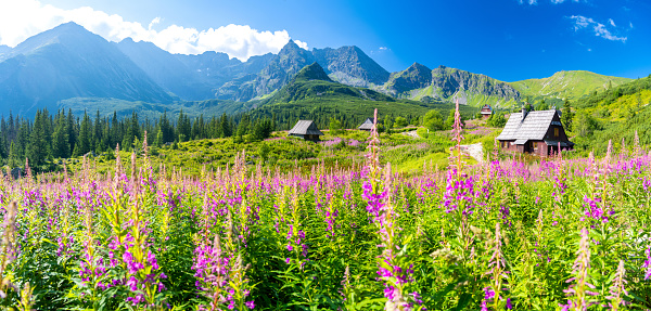 amazing valley with pink flower and wooden hut in Tatra mountains in Poland