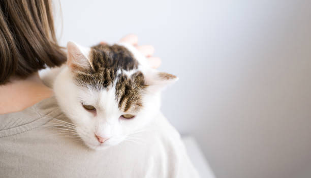 istock Owner holding sad and tired domestic cat 1622848184