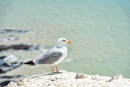 Seagull resting on Beachy Head near Eastbourne in East Sussex, England