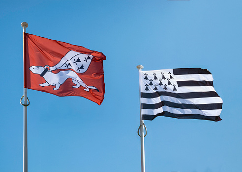 The flags of Brittany, including the emblem l'Hermine, a stoat.
In folklore, its believed that instead of dirtying it's white winter coat, the stoat would prefer to die. The region named the stoat the symbol of Brittany in honor of its purity and willingness to die instead of giving in to lower morals.