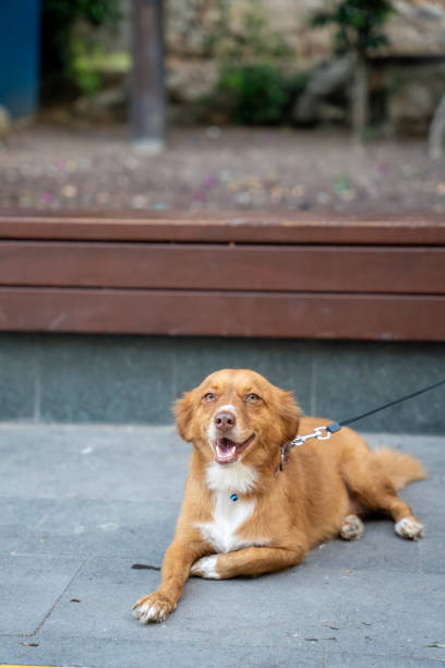 istock brown cute dog resting on the street 1622853735