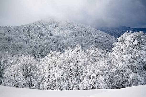 istock panoramic view of snowy forest mountains 162285585