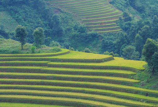Terraced rice field in Ha Giang Province, Northern Vietnam.