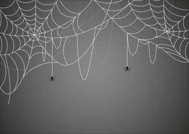 Vector illustration of Spider and cobweb background. The halloween symbol on gray background