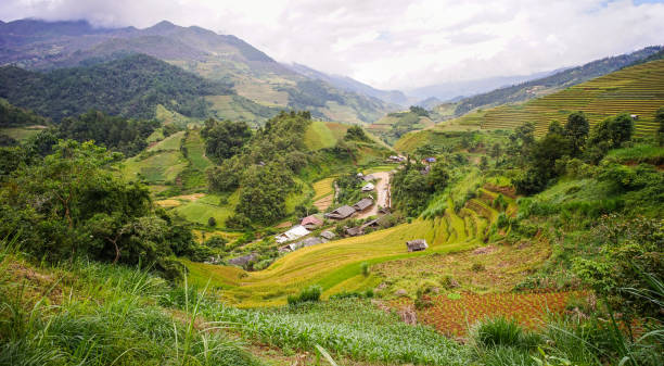 istock Terraced rice field in Northern Vietnam 1622895174