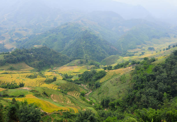 istock Terraced rice field in Northern Vietnam 1622897166