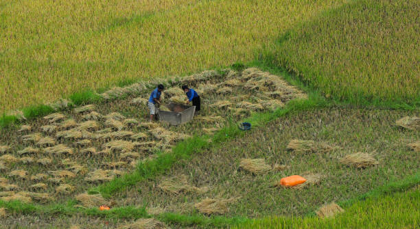 istock Terraced rice field in Northern Vietnam 1622900058