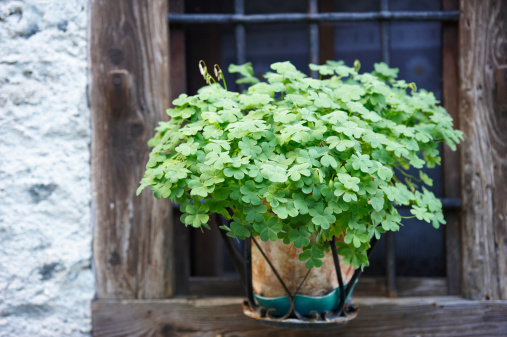 Lush potted clover plant outside a walser home.