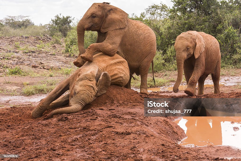Tres bebés elefantes desempeñar sí en el cúmulo de arcilla - Foto de stock de Aire libre libre de derechos