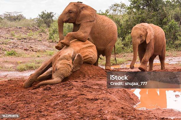 3 つのかわいい小象にもクレイ堆積 - まぶしいのストックフォトや画像を多数ご用意 - まぶしい, アフリカ, アフリカゾウ