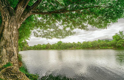 Big old rain tree with green leaves and lake landscape. Beauty in nature. Water reservoir. Green tree and lake in park. Garden in sustainable hotel. Peaceful and tranquility scene. Clean environment.