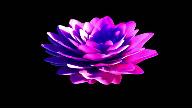 Abstract pink flower blooming with alpha channel