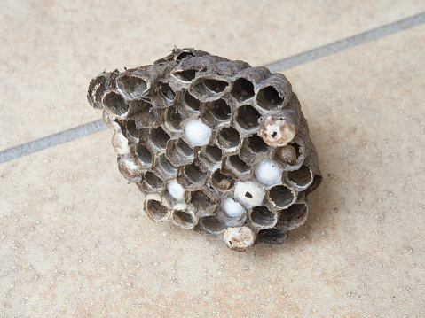 Extermination of nest of paper wasp