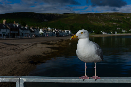 A seagull stands on the railing, with the background of the town of Ullapool in Scotland, an important port leading to Stornoway in the Outer Hebrides and a well-known holiday destination.