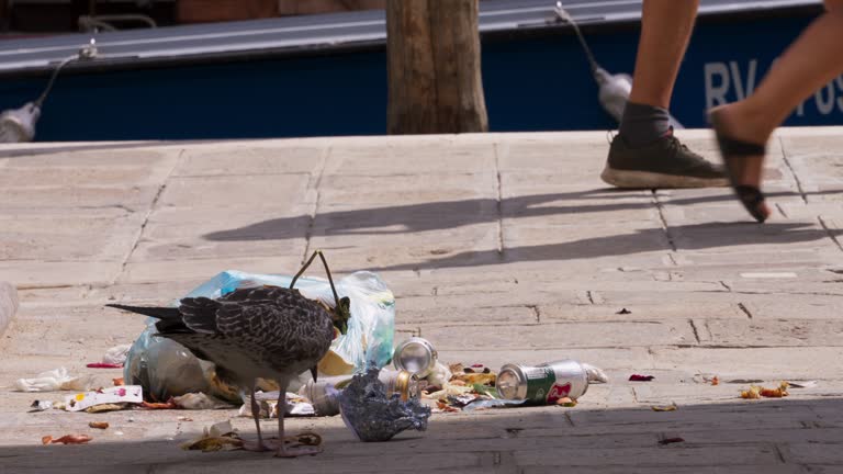 A seabird is eating rubbish.