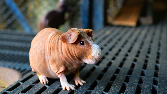Hilarious Skinny Pig: Meet entertaining hairless guinea pig. Discover the joy of having a hypoallergenic pet as this adorable skinny pig brings laughter and charm to your home, hypoallergenic rodent