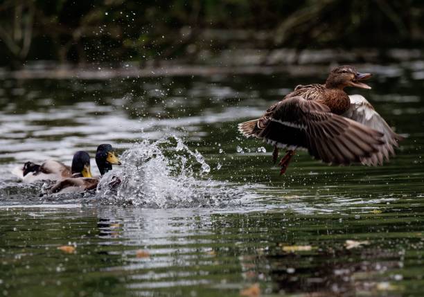 istock Flock of ducks floating in a tranquil pond 1622943592