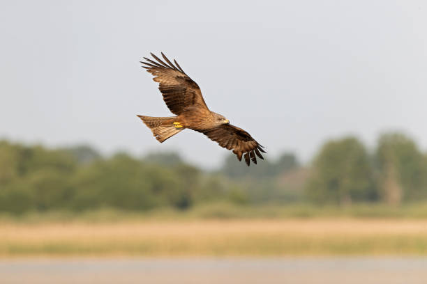 A black kite (Milvus migrans) in flight. A black kite (Milvus migrans) flying and soaring in search for food. milvus migrans stock pictures, royalty-free photos & images