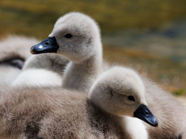 istock Cute cygnets resting peacefully near a lake 1622943860