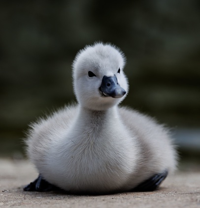 An inquisitive cygnet perched on the ground, gazing off into the distance in grayscale