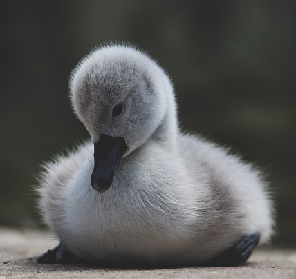 An inquisitive cygnet perched on the ground, gazing off into the distance