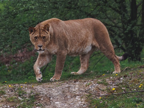 A majestic lion striding across a sun-dappled path surrounded by lush green foliage
