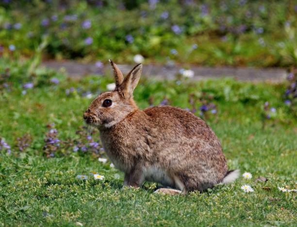 istock Rabbit perched on a bed of lush green grass, surrounded by an array of daisies 1622948107