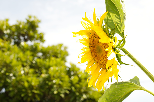 Cloudy sky and sunflower.